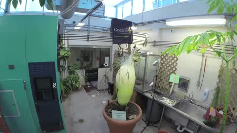 Time lapse Corpse Flower Full Bloom