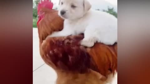 Cute Puppy and Chicken Friendship