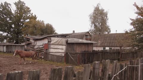 A beautiful brown horse walks in the courtyard of a village house