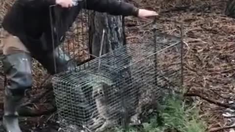 Even after being freed, the wild cat felt that it was in a cage