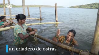 El valor ecológico del bambú