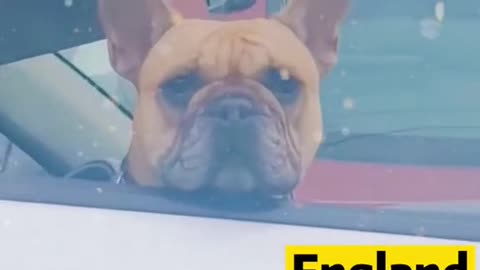 Driving with pet | funny Dog video