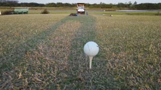 Pandemia aumenta presencia de animales salvajes en campo de golf en Brasil