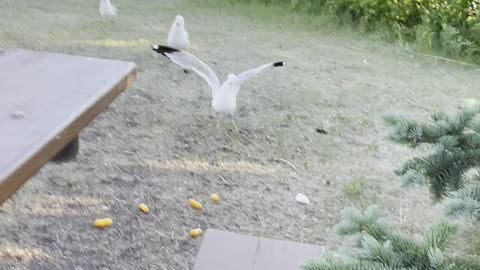 Seagulls kidnap and run away