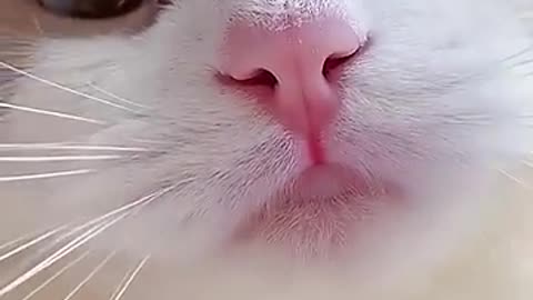 Cat funny video