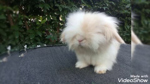 Meet my american fuzzy lop rabbit ❤