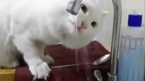 The smart cat opens the faucet and drinks water.