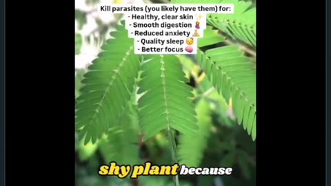 @BarbaraOneillAU (X) : MIMOSA PUDICA Seed - A Powerful Parasite Killer!