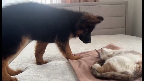 Dog and cat tough love