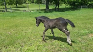 Spoons the orphaned foal plays with her ball at 3 weeks old