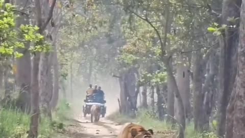 King Royal Bengal Tigers #shorts #shortvideo #video #virals #videoviral