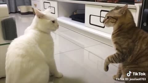 Cats talking compilation part 1