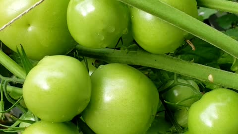 Garden Harvest | Vegetables Flowers & Leaves