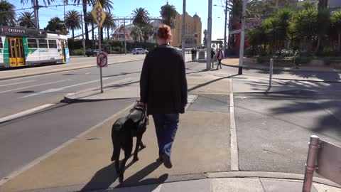 Guide dogs graduation day - A guide dog's day, very cute.😍😍