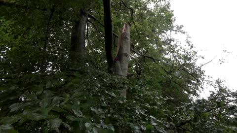 Dynamite used to cut back damaged tree in Denmark park