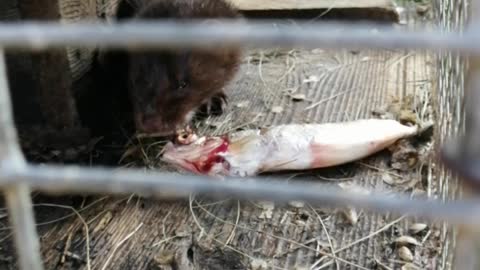 A mink named Arisa feeds on fresh fish