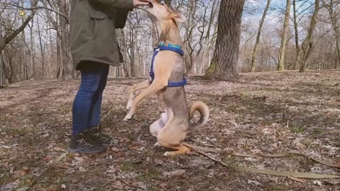 Best dog training video 🦮❤️ #viral #dogs #trending #dog