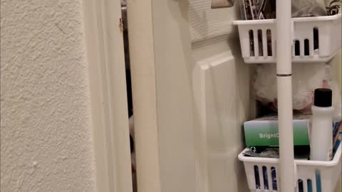 Smart Kitty Discovers How Door Handles Work