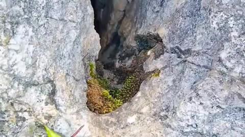 A bird's nest in a stone cave