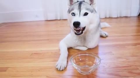 HUSKY Tries Fizzy Water for the First Time! (Does she like it)