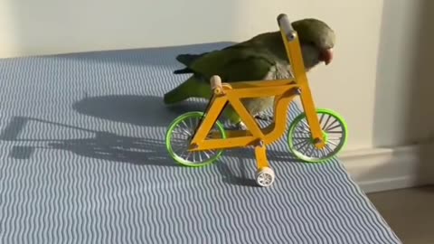 Cute parrot