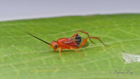 Avispa insignia mueve su abdomen como una bandera