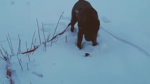 Brown dog scared of mushroom in snow