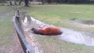 Brown Horse Freshen With Water In Hot Day