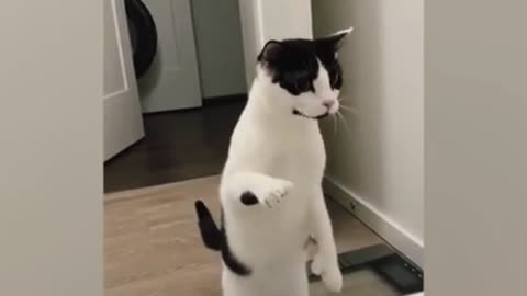 Cat comedy 123 good video 😂😂😂