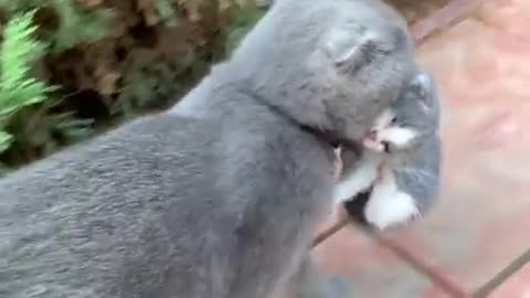 Mama Cat Takes Back Crying Kitten From Toddler