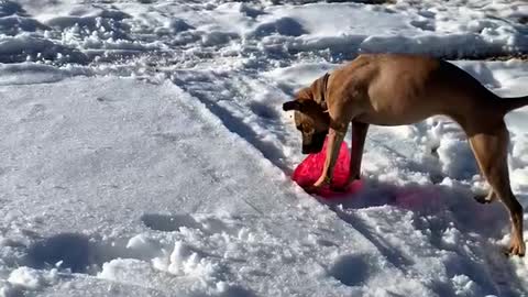 Funny dog can’t stop smiling at her frisbee