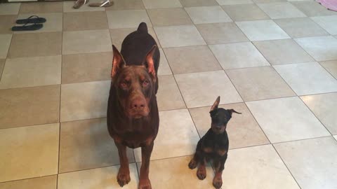 Persistent Pooch and Obedient Pup Share a Glance