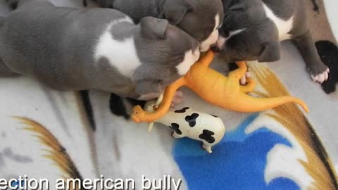 American bully original natural selection