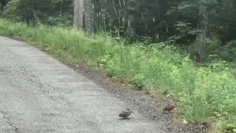 Dancing woodcock.