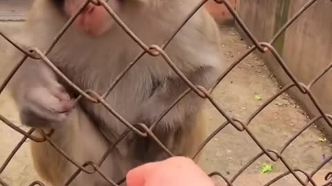 funny monkey