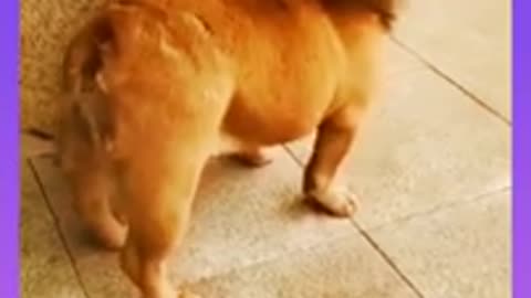 Funny Dog Cute dog ,funny animals Video