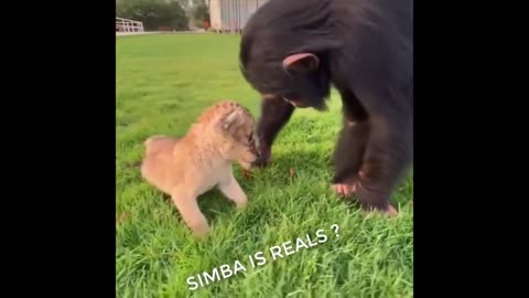 oww 💕 So Cute baby animals funny moments compilation (# part 2 ) 😂😂