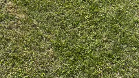 Baby Goat Harasses Giant Tortoise