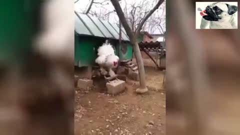 Funniest chicken videos ever 🤣 . You won't stop laughing