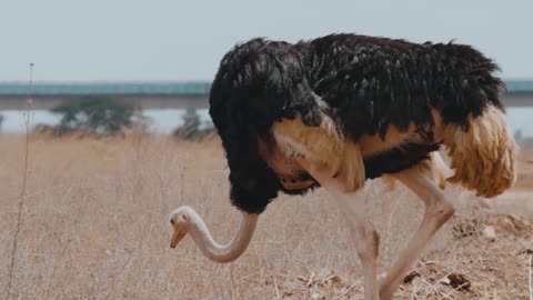 Ostrich Walking in Savannah