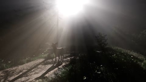 Deer Female in Forest in Fog