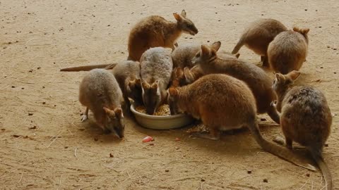 A group of kangaroo eating its food