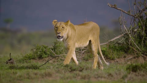 Pair of Lionesses Walking Together