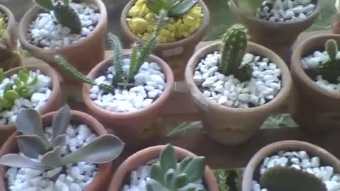 Many mini cactus in small pots at flower shop, pretty and adorable! [Nature & Animals]