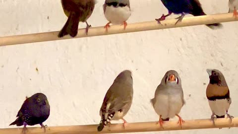 Indoor during winter - mix species aviary birds - finches and softbills #birds #bird #nature #animal