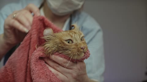 Cat in a bathrobe