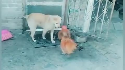 Chicken VS Dog Fight - Funny Dog Fight Videos