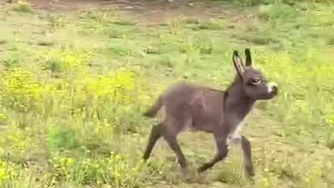 The cheerful little donkey was running beside its mother