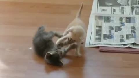 Cutest Kitten Fight Ever Surprising Ending