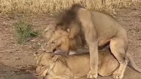 funny lion video lion